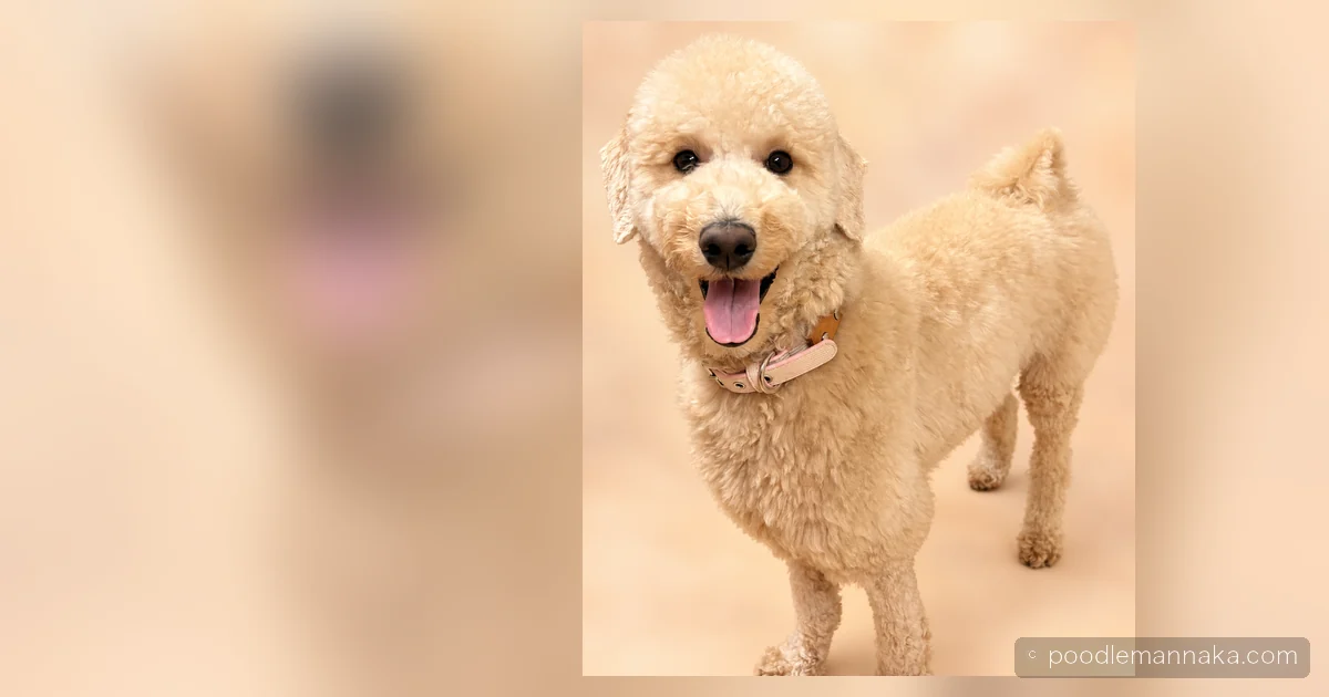 小型犬と中型犬の間のサイズ感が分かるぽてとの全身